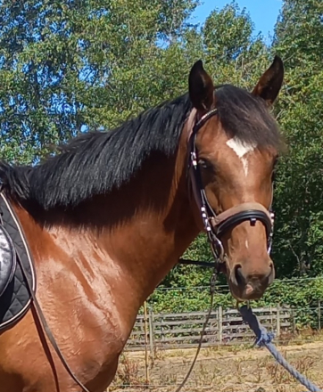 HorseID: 2285364 2020 Bay Lusitano X AWSSR Mare - PhotoID: 1091297