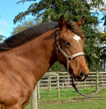 HorseID: 2285364 2020 Bay Lusitano X AWSSR Mare - PhotoID: 1091298