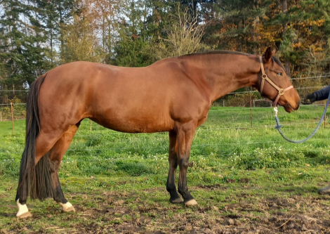 HorseID: 2285364 2020 Bay Lusitano X AWSSR Mare - PhotoID: 1091299