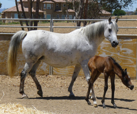 HorseID: 2285581 Signifikaynt Belle AL - PhotoID: 1064651