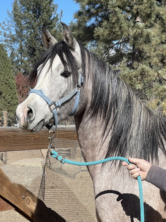 HorseID: 2285581 Signifikaynt Belle AL - PhotoID: 1064652