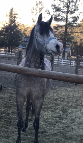 HorseID: 2285581 Signifikaynt Belle AL - PhotoID: 1064653