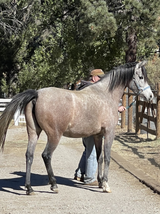 HorseID: 2285581 Signifikaynt Belle AL - PhotoID: 1064654