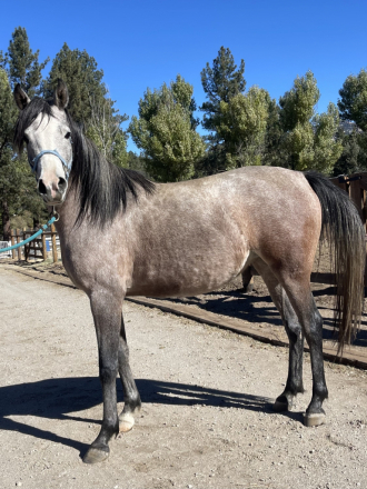 HorseID: 2285581 Signifikaynt Belle AL - PhotoID: 1064655