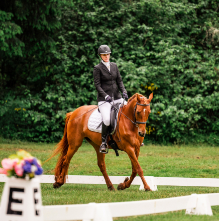 HorseID: 2285603 AURYN - PhotoID: 1090653