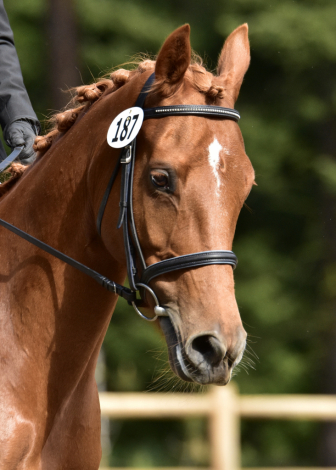 HorseID: 2285603 AURYN - PhotoID: 1090654