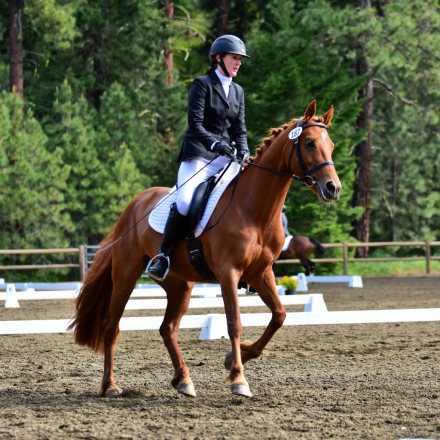 HorseID: 2285603 AURYN - PhotoID: 1090655