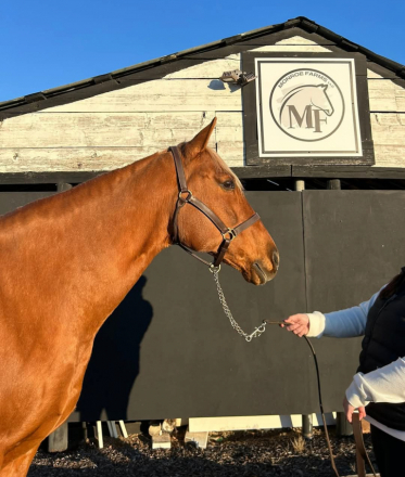 HorseID: 2285676 Button - PhotoID: 1084903