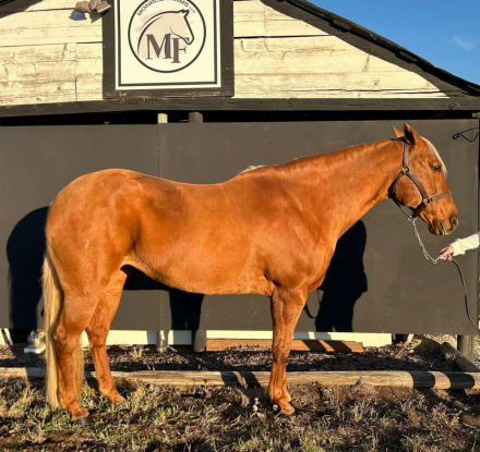 HorseID: 2285676 Button - PhotoID: 1085365