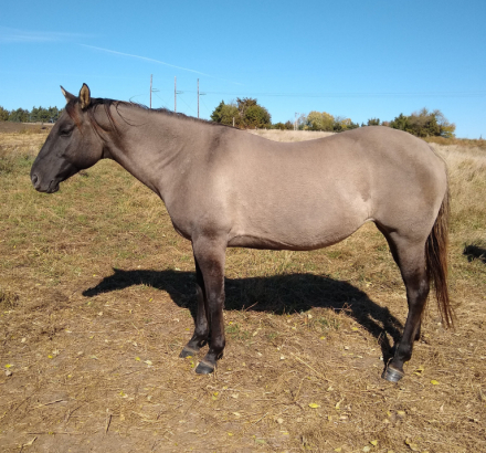 HorseID: 2286458 JAZ PRAIRIE SAGE - PhotoID: 1084276