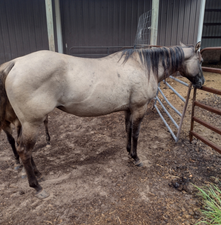 HorseID: 2286458 JAZ PRAIRIE SAGE - PhotoID: 1084277