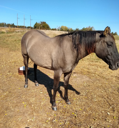 HorseID: 2286458 JAZ PRAIRIE SAGE - PhotoID: 1084278