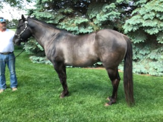 HorseID: 2286458 JAZ PRAIRIE SAGE - PhotoID: 1084279