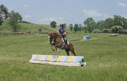 HorseID: 2286778 Scarlet - PhotoID: 1090352