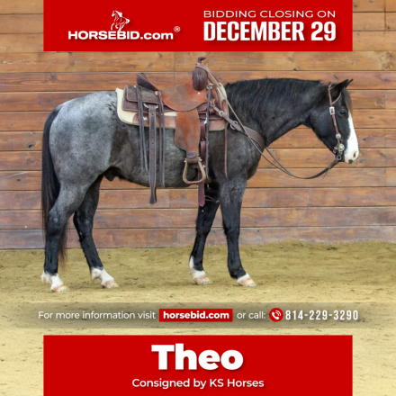HorseID: 2287438 Theo - PhotoID: 1064614