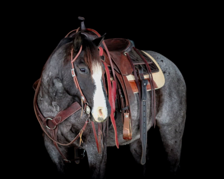 HorseID: 2287438 Theo - PhotoID: 1064615