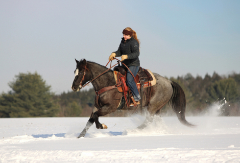 HorseID: 2287438 Theo - PhotoID: 1064616