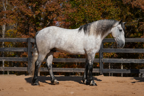 HorseID: 2287439 Titus - PhotoID: 1064619