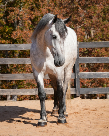 HorseID: 2287439 Titus - PhotoID: 1064620