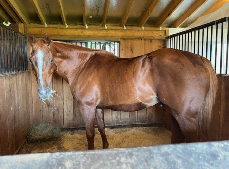 HorseID: 2288627 Mr Bean - PhotoID: 1090500