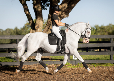 HorseID: 2288692 Neapolitano Napoly - PhotoID: 1091020