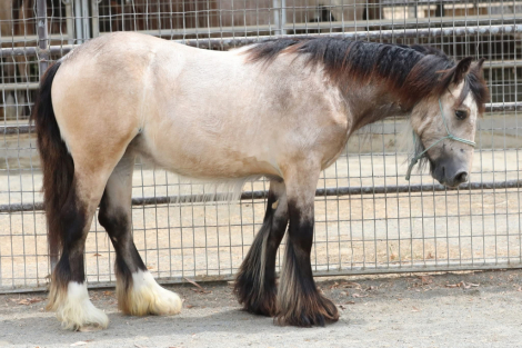 HorseID: 2289552 Hideaway The Firefly Filly - PhotoID: 1090519