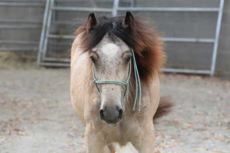 HorseID: 2289552 Hideaway The Firefly Filly - PhotoID: 1090521