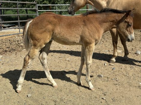 HorseID: 2289560 Mischievous Spark - PhotoID: 1067296