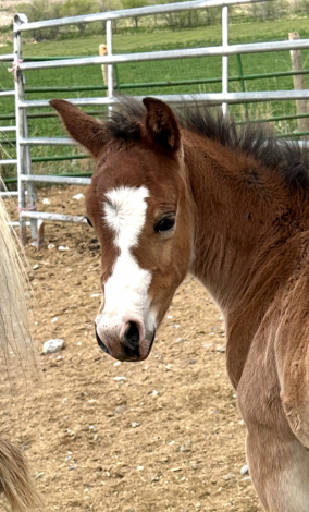 HorseID: 2289560 Mischievous Spark - PhotoID: 1085280