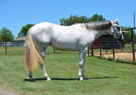 HorseID: 2290340 Shes A Sultry Invite - PhotoID: 1074568