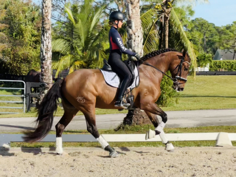 HorseID: 2290747 PRINCESA J - PhotoID: 1091205