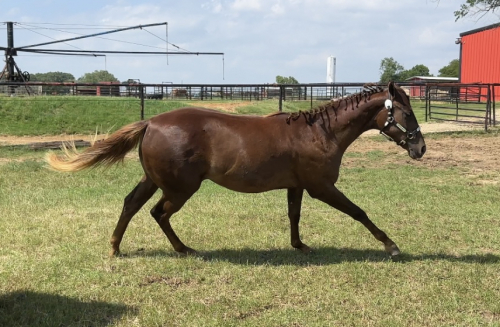 HorseID: 2290794 Sultry Party - PhotoID: 1075989