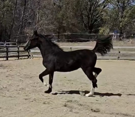 HorseID: 2290990 UNREALISTIC - PhotoID: 1090195