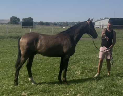 HorseID: 2291819 Ultarot BR - PhotoID: 1090007