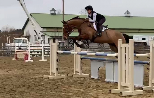 HorseID: 2292560 Dreams Come True - PhotoID: 1090354