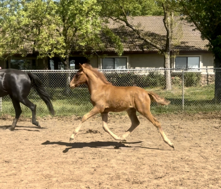 HorseID: 2292724 Rowan - PhotoID: 1071520