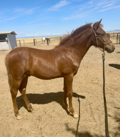 HorseID: 2292724 Rowan - PhotoID: 1071522