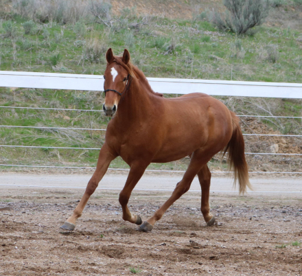 HorseID: 2293089 Cool River Cintia - PhotoID: 1090045