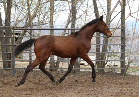 HorseID: 2293092 Cool River Anastasia - PhotoID: 1090044