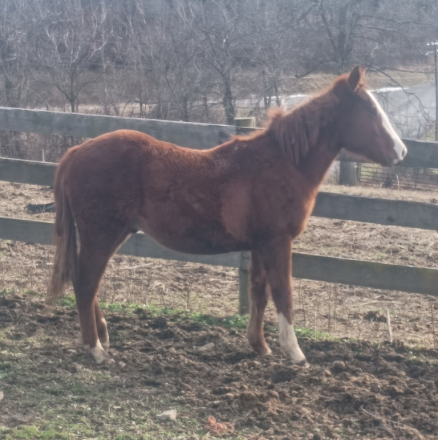 HorseID: 2293199 RISKY BUSINEZZ - PhotoID: 1090586