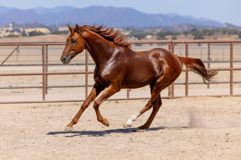 HorseID: 2293388 Infinite Experience - PhotoID: 1088245