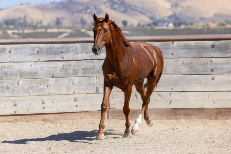 HorseID: 2293388 Infinite Experience - PhotoID: 1088248