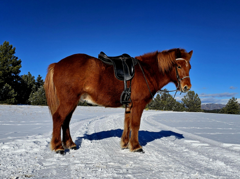 HorseID: 2293549 IS2012186703 Mar fre Leirubakki - PhotoID: 1072608