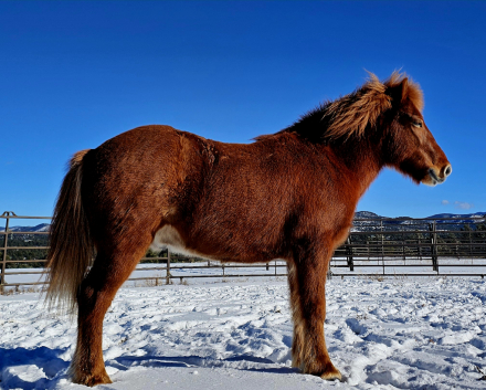 HorseID: 2293549 IS2012186703 Mar fre Leirubakki - PhotoID: 1090594