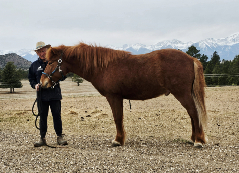 HorseID: 2293549 IS2012186703 Mar fre Leirubakki - PhotoID: 1090596