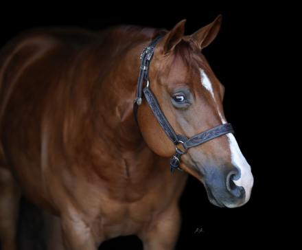 HorseID: 2294117 Eye on my Whizkey - PhotoID: 1090637