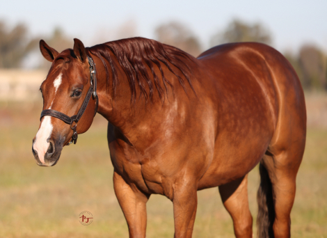 HorseID: 2294117 Eye on my Whizkey - PhotoID: 1090640