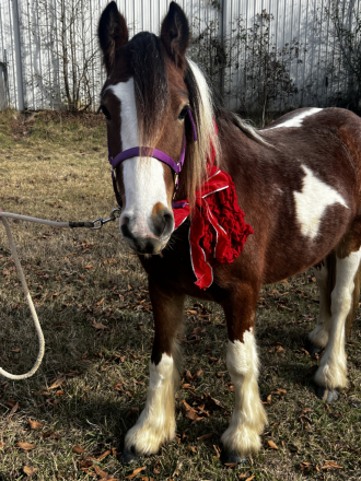 HorseID: 2294209 Summer's Great Pumpkin - PhotoID: 1090612