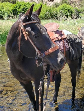 HorseID: 2294269 JE Moonshadow - PhotoID: 1090761