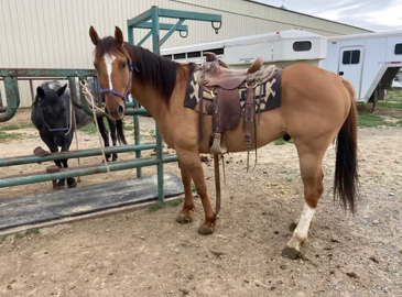 HorseID: 2294519 Chet - PhotoID: 1090328